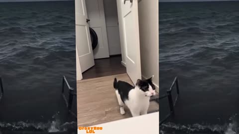 😹🐕 Cats VS Dogs – Who’s Funnier? 😂
