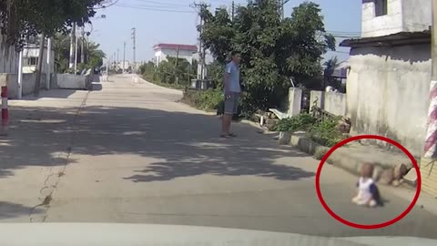 When Animals Become Heroes – Real Moments of Life-Saving Bravery 🦁🔥