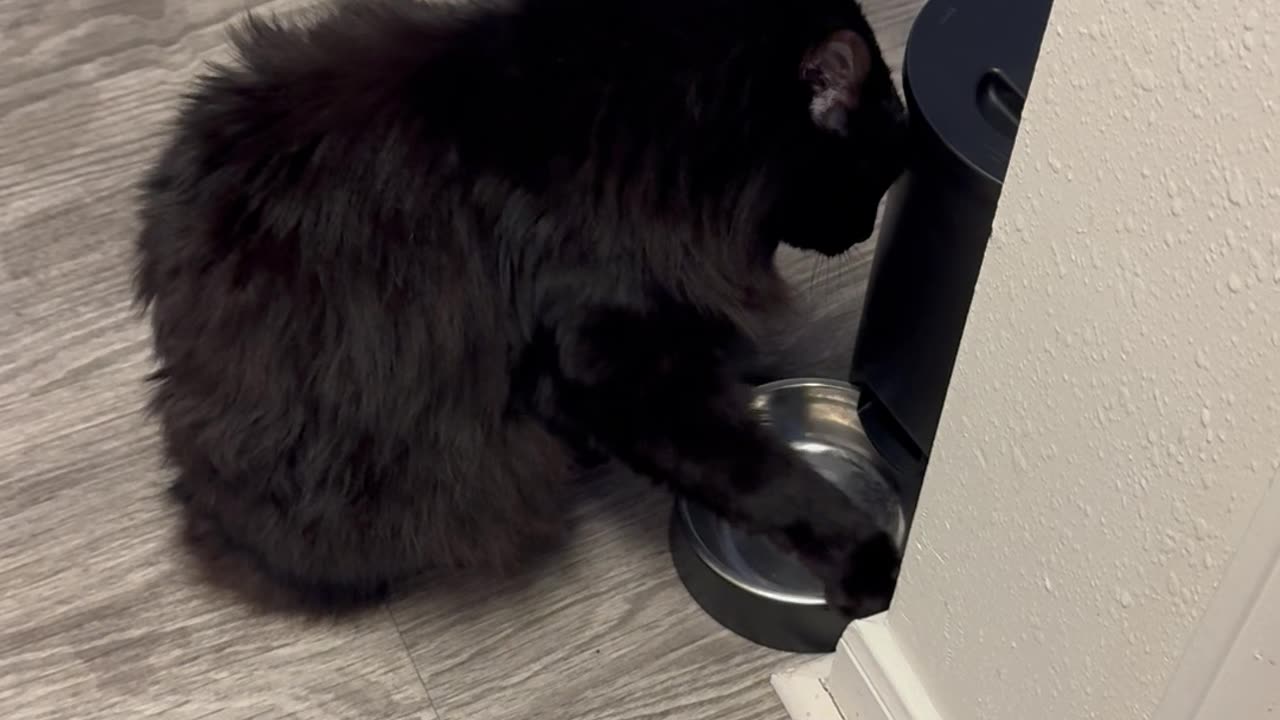 One Way to Beg for Earlier Breakfast