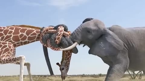 giraffe vs elephant fight for water