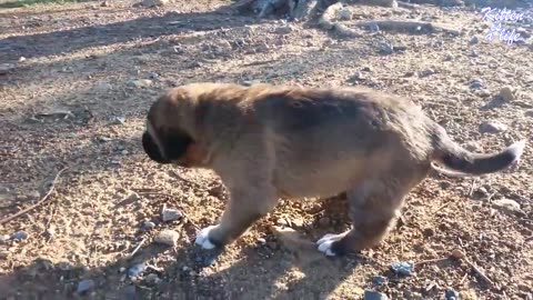 These 6 dogs will make you cry.