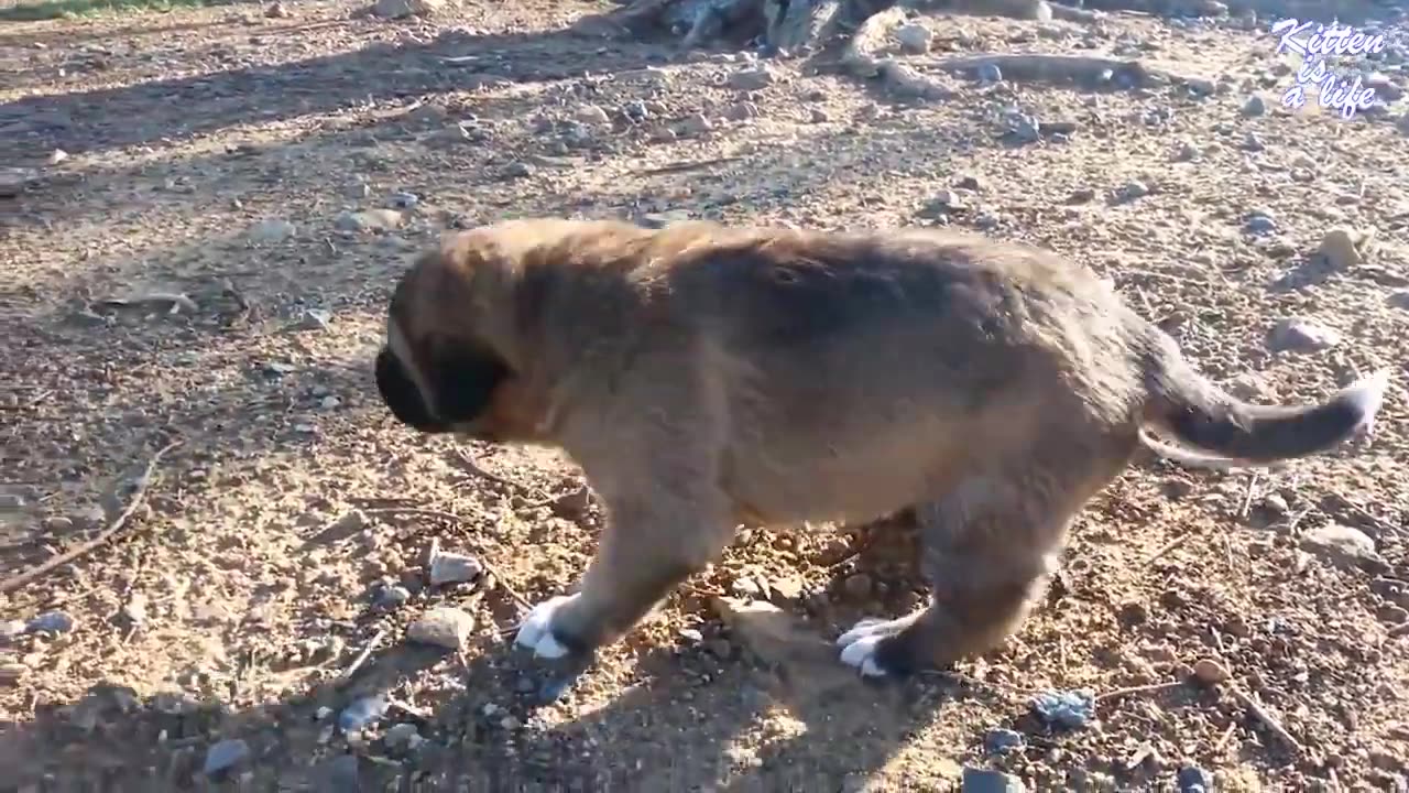 These 6 dogs will make you cry.