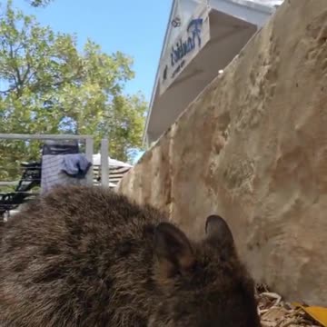 Kangaroo diaries only in Australia 🇦🇺