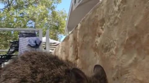 Kangaroo diaries only in Australia 🇦🇺