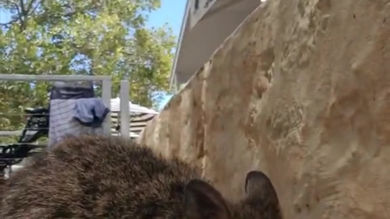 Kangaroo diaries only in Australia 🇦🇺