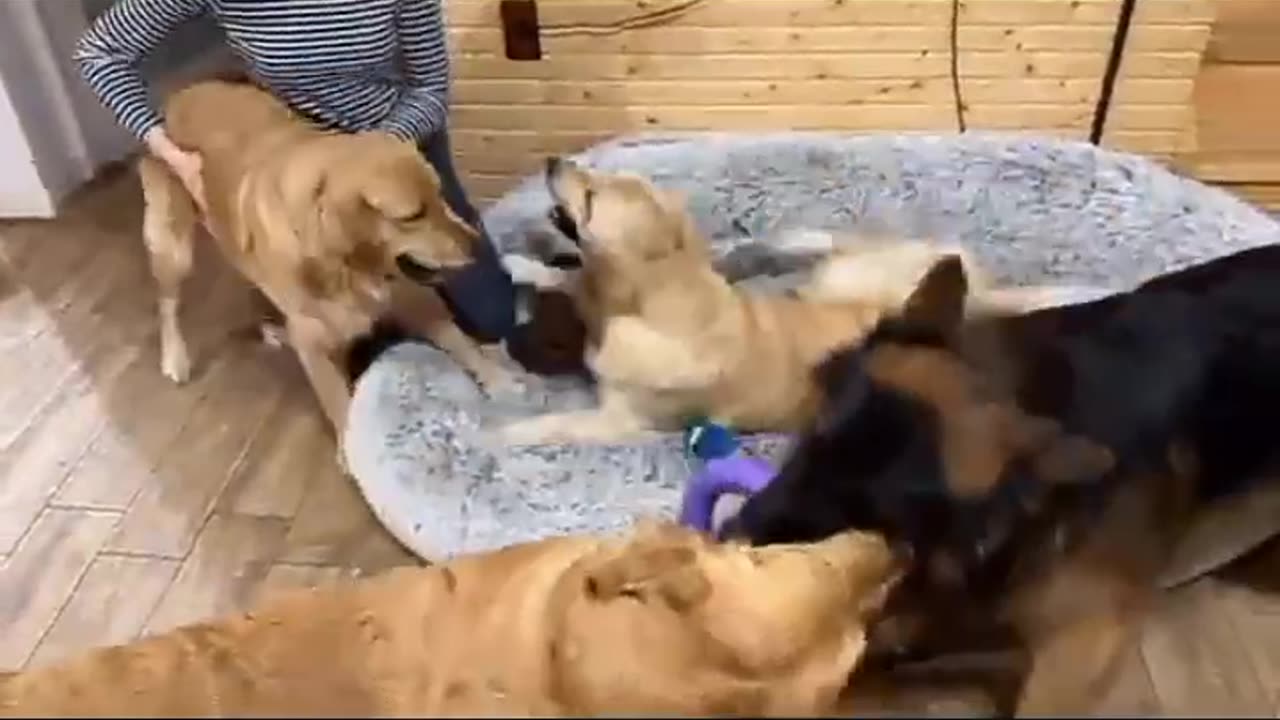 Dogs