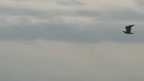 Sea Hawk Defends His Catch