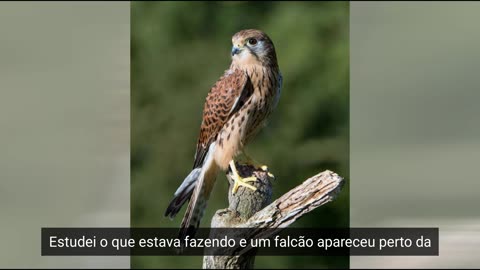 03.69.falcon-phenomenon