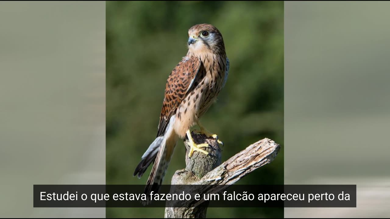 03.69.falcon-phenomenon