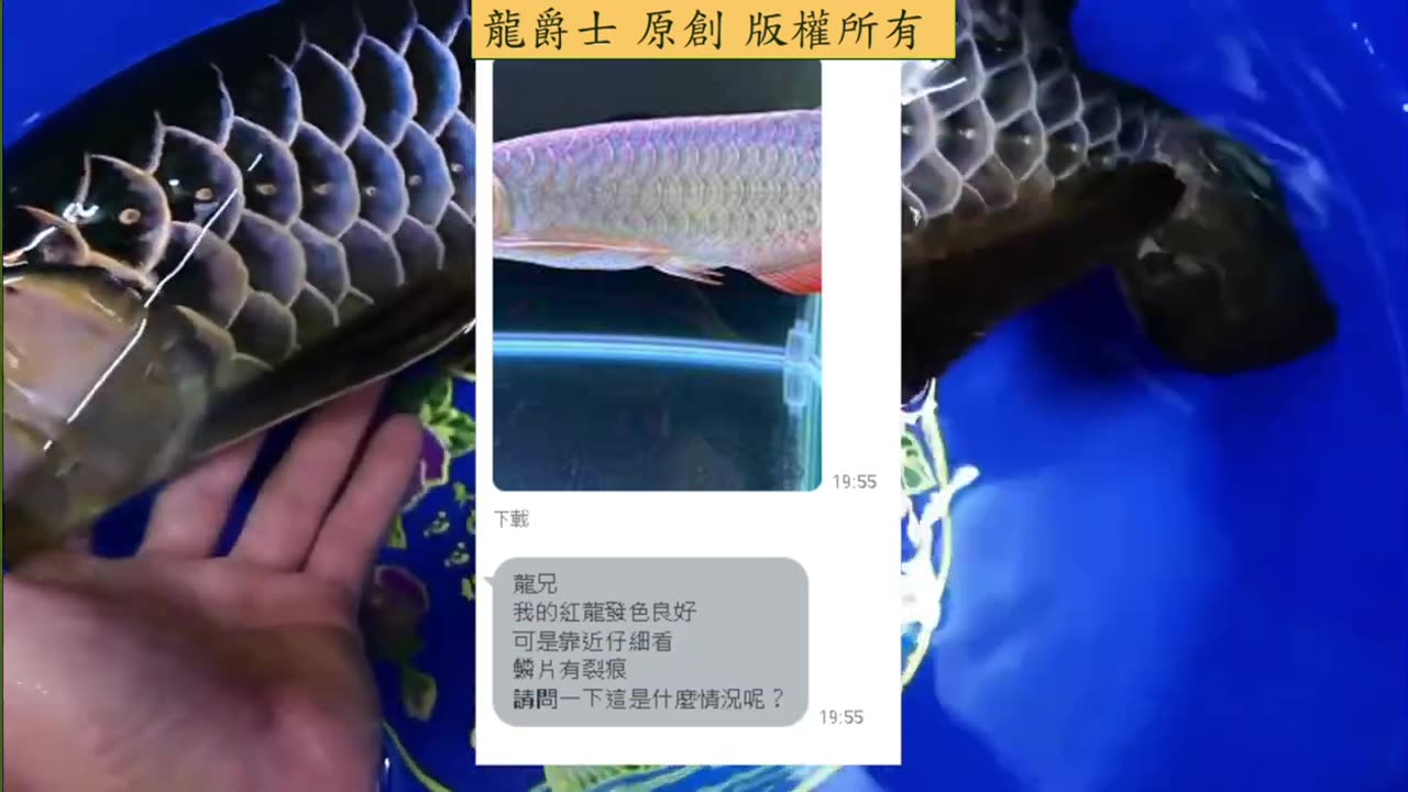 【龍爵士】千問千答 Q252 龍魚鱗片有裂痕 是甚麼情況