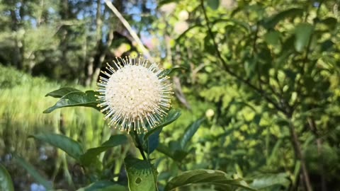 Sugar Shack Buttonbush