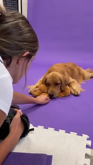 "Pawsome Dog Photography: Capturing Adorable & Funny Moments!" 🐶📸✨