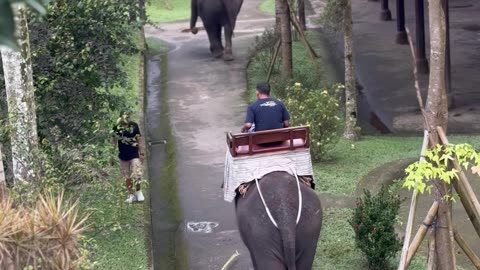 Elephant Whacks Passing Man With Stick
