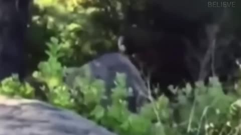 Hunters Hunt Bigfoot... Until They Become the Prey!