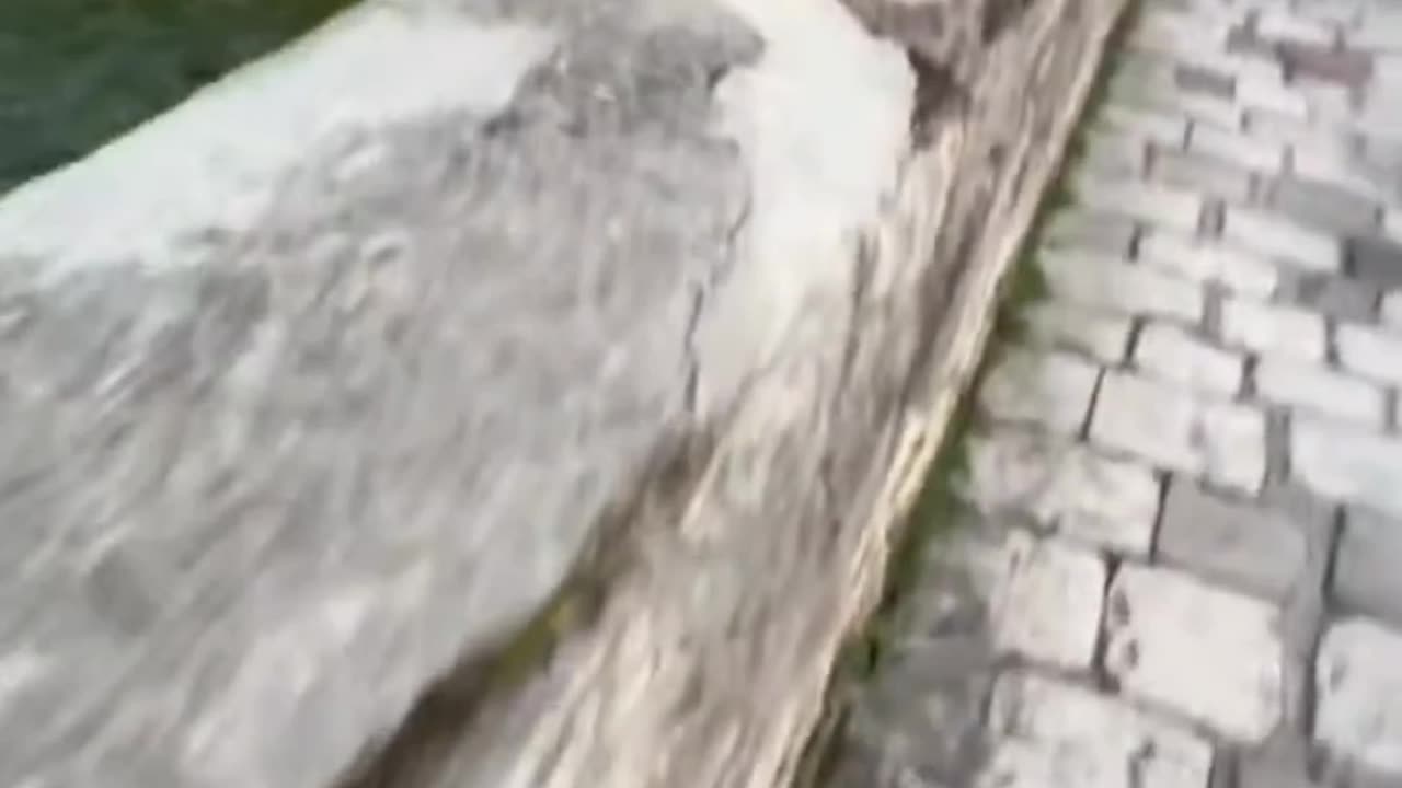 "Cats Feeling Super Sleepy (Compilation) 😅"