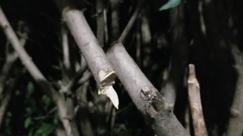 Tree Branch Psyop