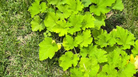 Garden Update June 7 2025