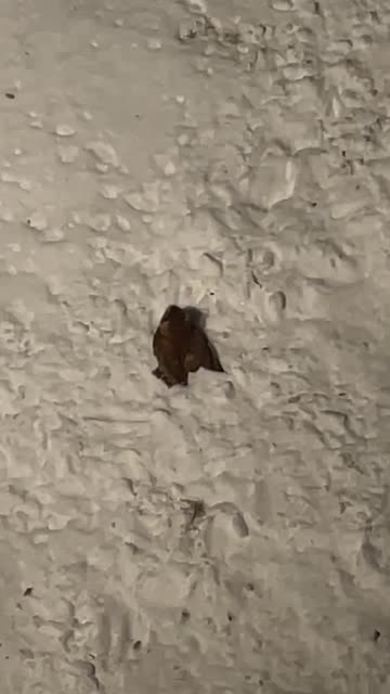 Cardinal Bird Surprised by an Owl