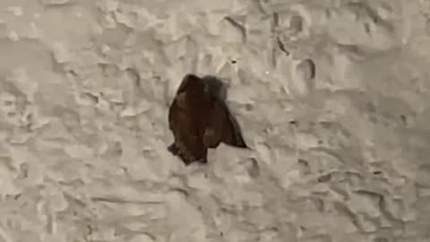 Cardinal Bird Surprised by an Owl