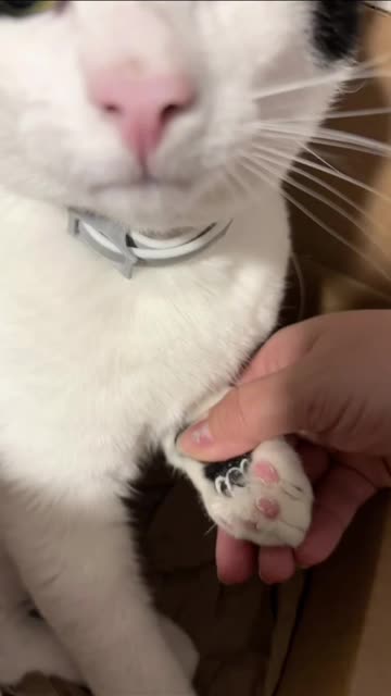 He decided to add his own designer touches. I don’t think I want to paint over it… 🐾🥹