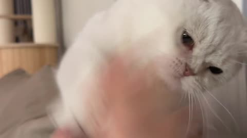 If the kitten doesn't show off his power, you think I'm KT