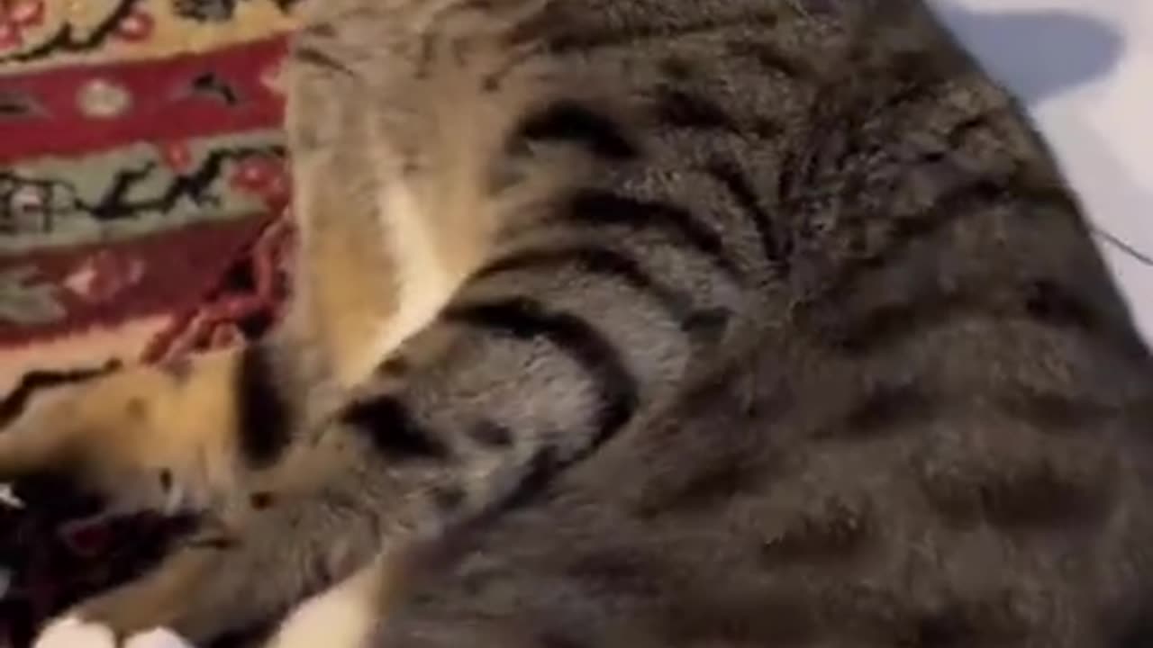 Cat talk