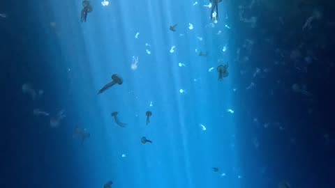 Freediving Among Jellyfish