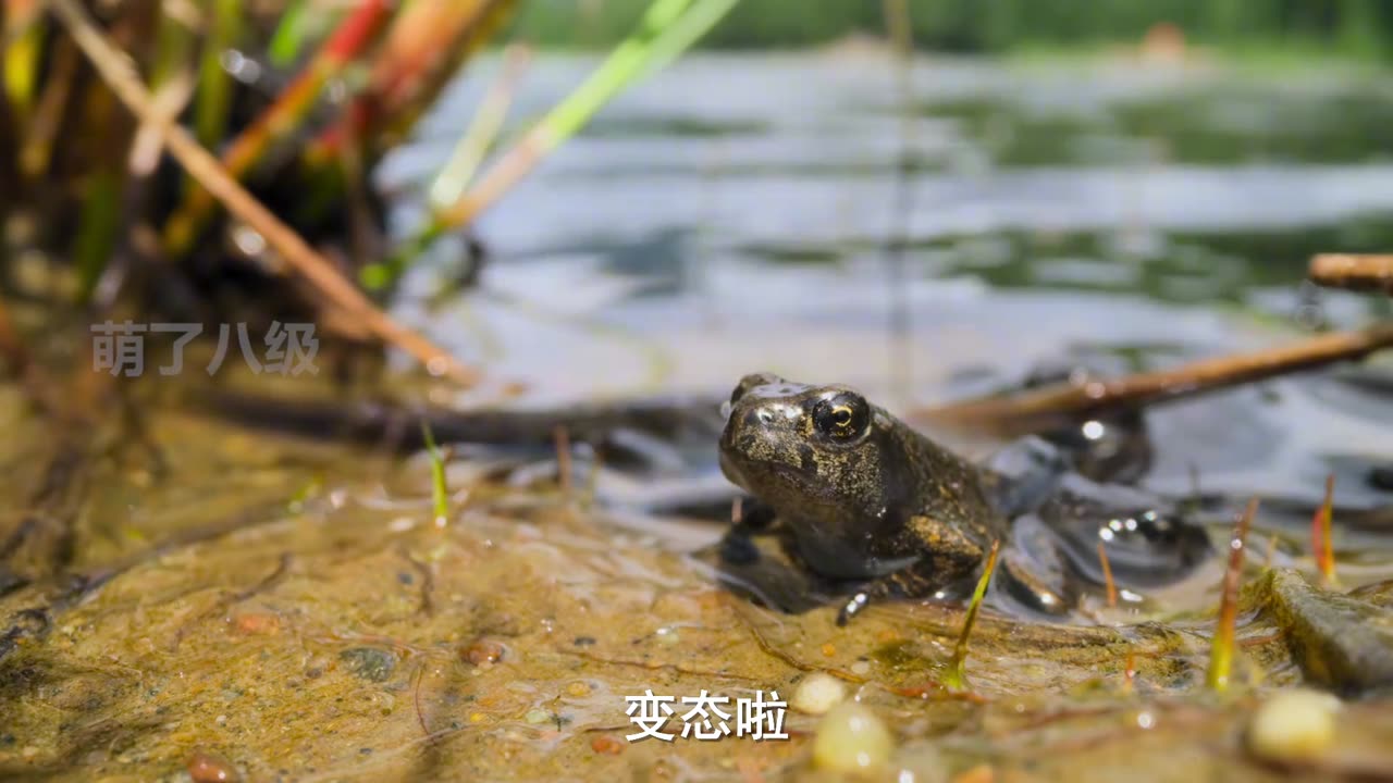 best scene of wild life