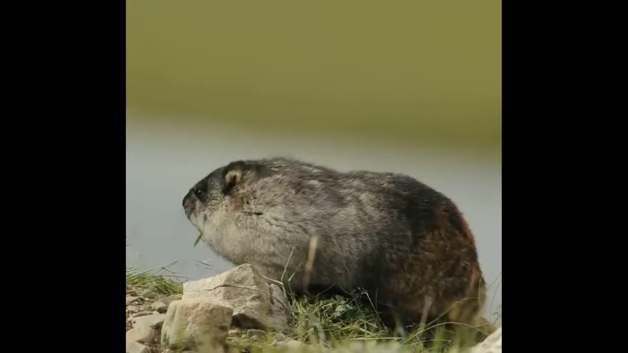 Alaska Marmot: Guardian of Northern Alpine Realms and Conservation Narratives