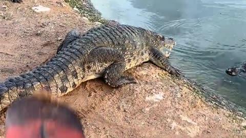 The crocodile is scaring me again.