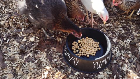 Introducing another treat to my two young flocks: chick peas (or are they garbanzo beans?).