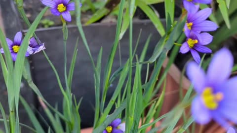 Blue- eyed grasses