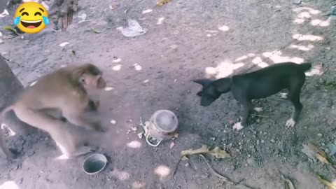 Monkey vs dog