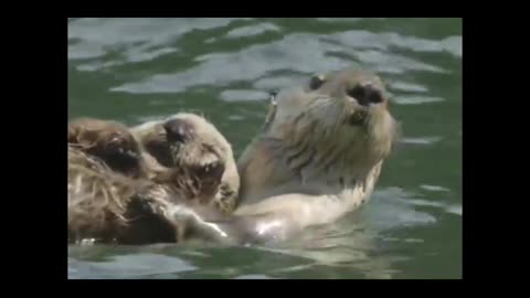 See Amimals life