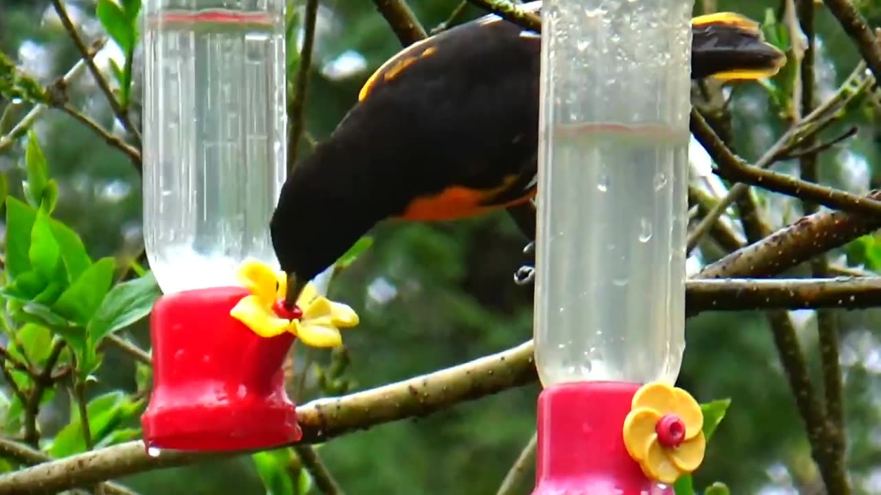 Oriole