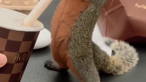 You Won’t Believe How This Squirrel Drinks Juice! #cutesquirrels #squirrel