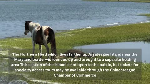 Chincoteague Pony Swim Tours | Wild Pony Tours