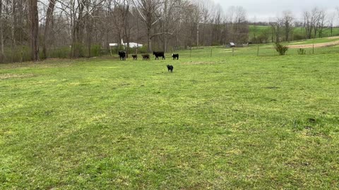 4/11/2025 Wendy Cows and Calves