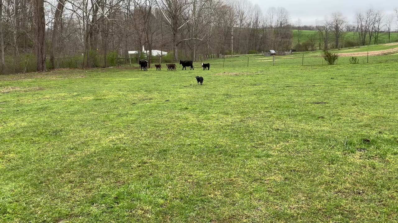 4/11/2025 Wendy Cows and Calves