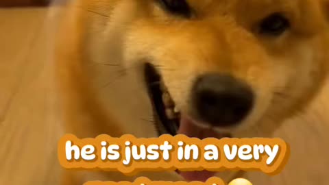 Shiba has the best mood of the day hahahahaha