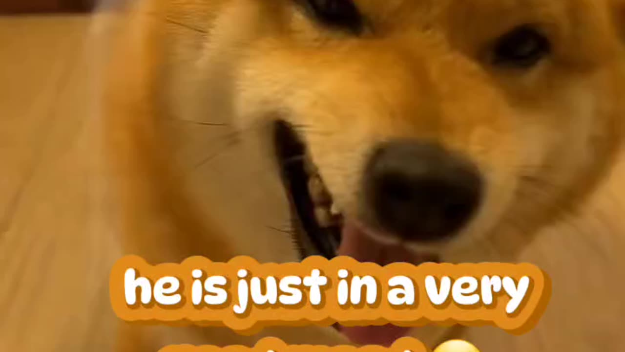Shiba has the best mood of the day hahahahaha