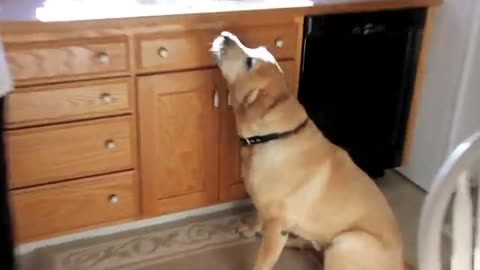 Bruno Going Crazy! (Andrew Blaze - Randy Stair)