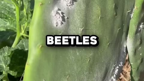 You've Been Eating These Bugs Your Whole Life