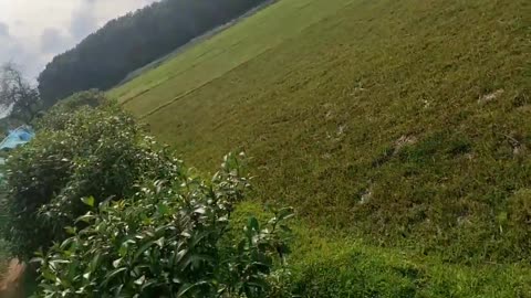 Developing My Agriculture Land 🌾