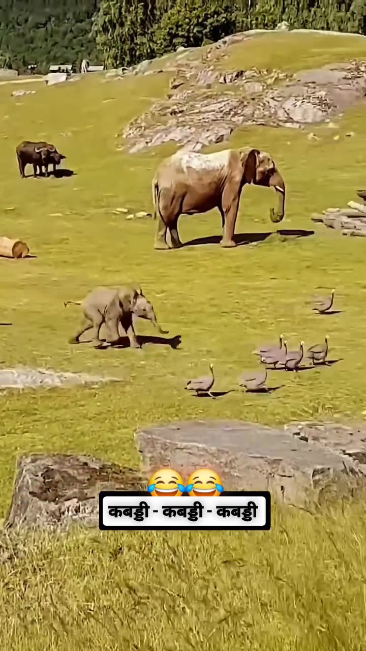 Animal enjoy and fun happiness