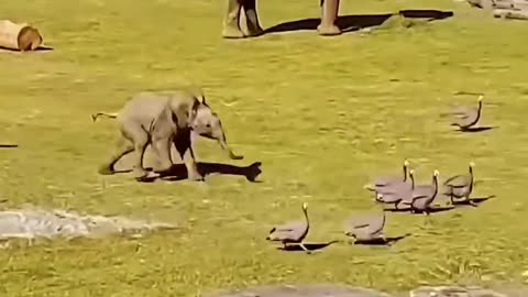 Animal enjoy and fun happiness 