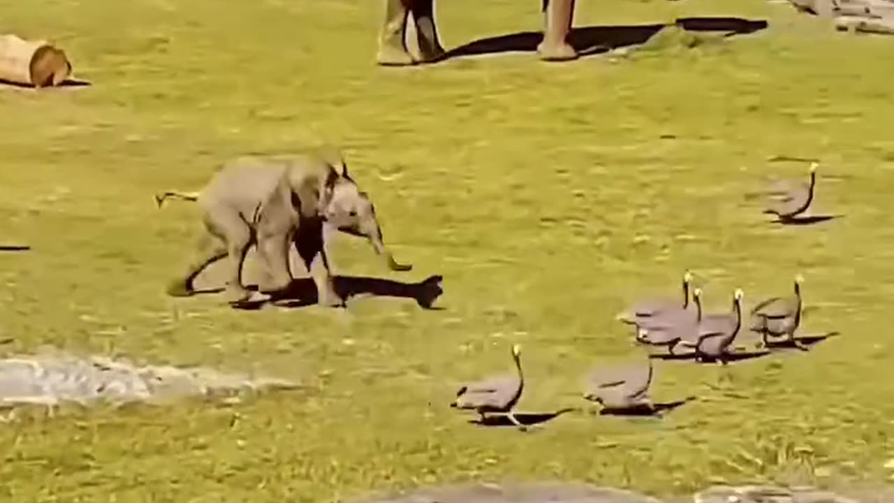 Animal enjoy and fun happiness
