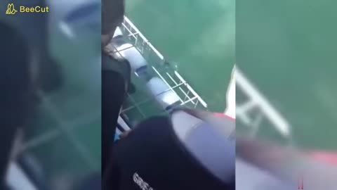 Dangerous Shark Attacks On Humans