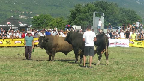 Krilan od Dušića vs Medonja od Kinije i Nedže Batin 2025