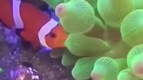 Great! Now you won't see Finding Nemo in the same light again